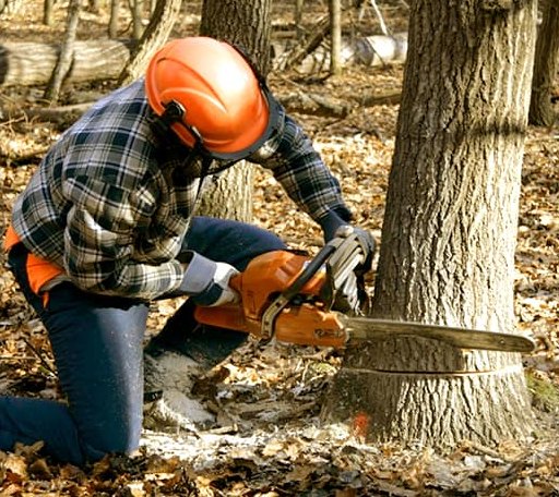 Tree Removal in Remus, MI